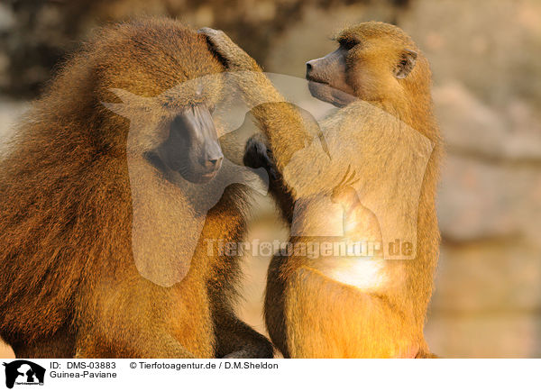 Guinea-Paviane / baboons / DMS-03883