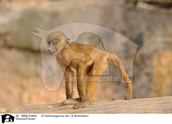 Guinea-Pavian / baboon / DMS-03884