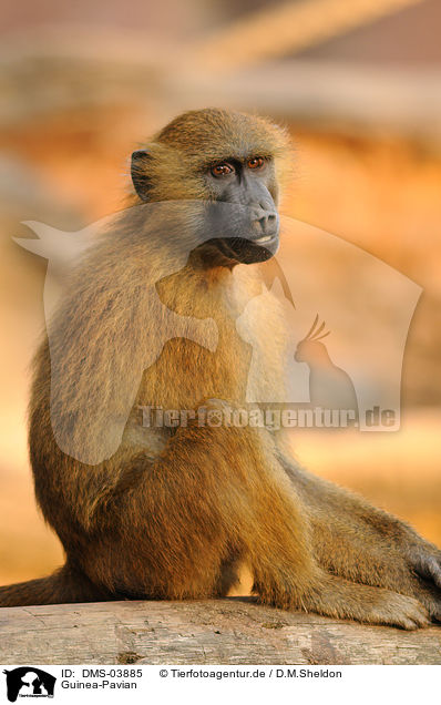 Guinea-Pavian / baboon / DMS-03885