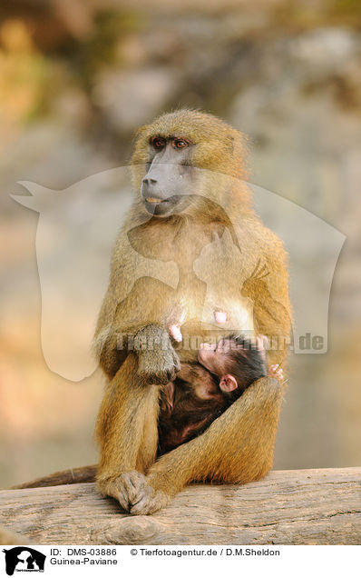 Guinea-Paviane / baboons / DMS-03886