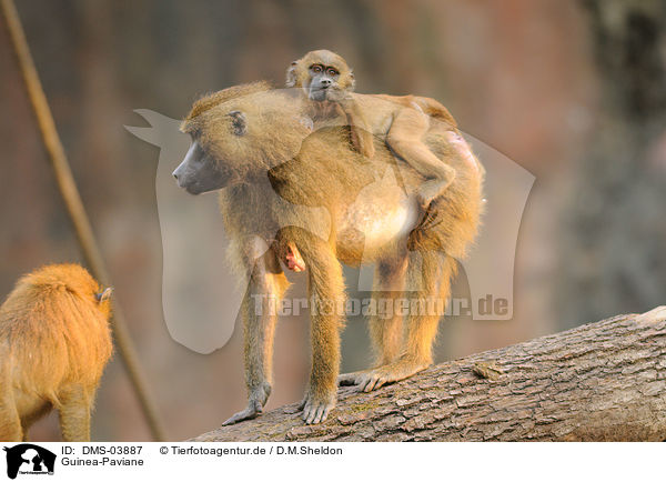 Guinea-Paviane / baboons / DMS-03887
