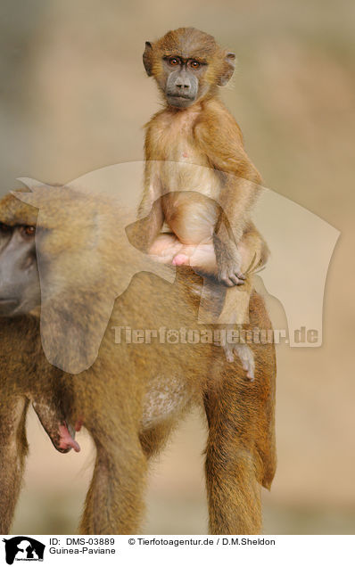Guinea-Paviane / baboons / DMS-03889