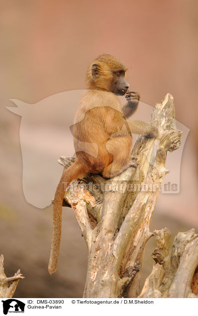 Guinea-Pavian / baboon / DMS-03890