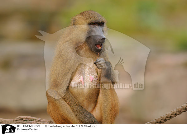 Guinea-Pavian / baboon / DMS-03893