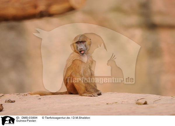 Guinea-Pavian / baboon / DMS-03894