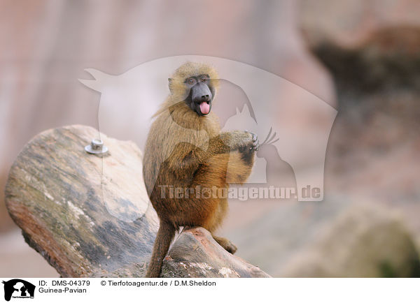 Guinea-Pavian / baboon / DMS-04379