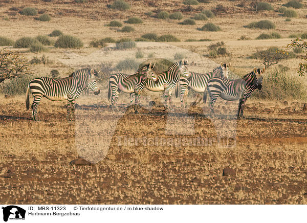 Hartmann-Bergzebras / Hartmann's Mountain Zebras / MBS-11323