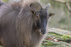 Himalaya-Tahr