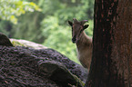 Himalaya-Tahr