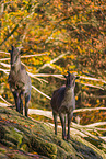 Himalaya-Tahr