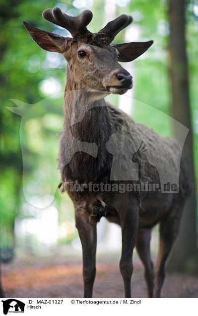 Hirsch / deer / MAZ-01327