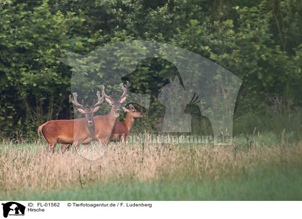 Hirsche / red deer / FL-01562