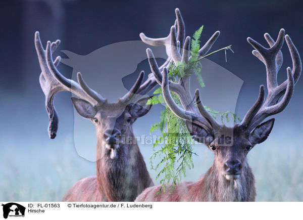 Hirsche / red deer / FL-01563