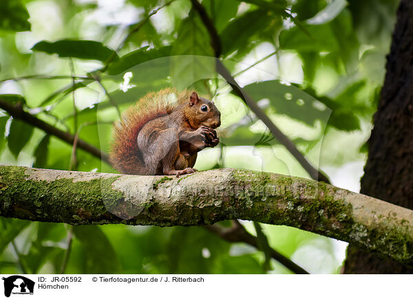 Hrnchen / squirrel / JR-05592