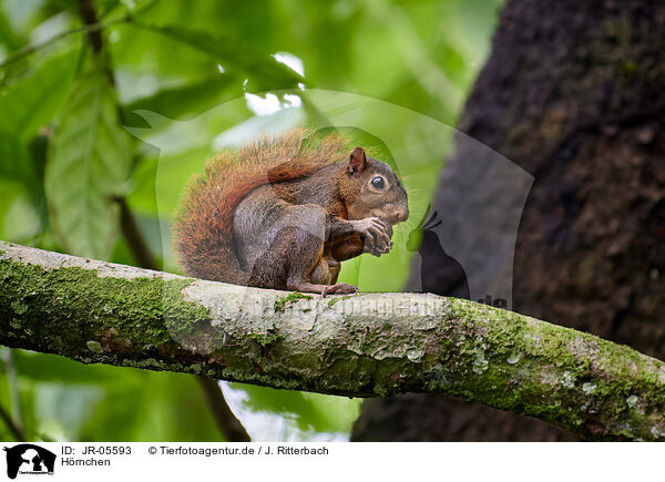 Hrnchen / squirrel / JR-05593