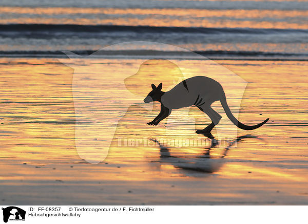 Hbschgesichtwallaby / whiptail wallaby / FF-08357