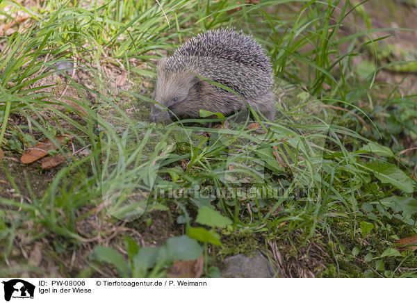 Igel in der Wiese / Hedgehog in the meadow / PW-08006