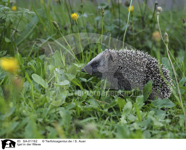 Igel in der Wiese / Hedgehog in the meadow / SA-01162