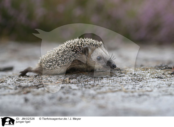 junger Igel / young Hedgehog / JM-02526