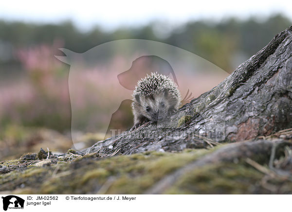 junger Igel / young Hedgehog / JM-02562