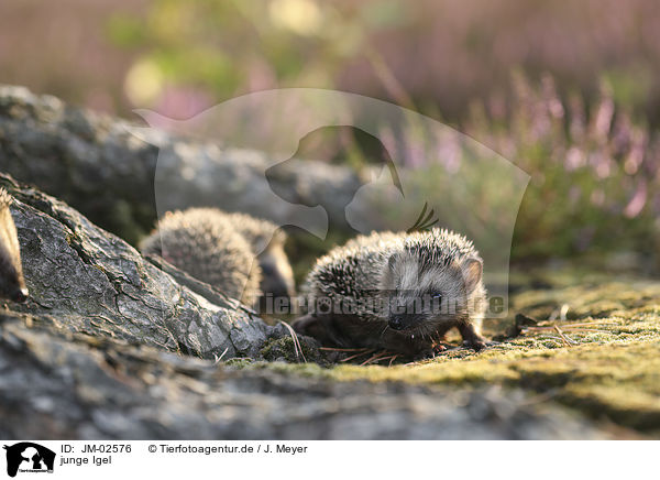 junge Igel / JM-02576