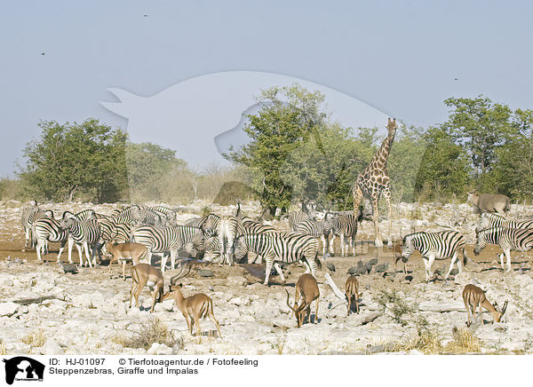 Steppenzebras, Giraffe und Impalas / HJ-01097