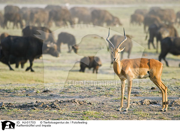 Kaffernbffel und Impala / cape buffalos and impala / HJ-01703