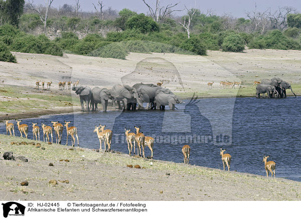 Afrikanische Elefanten und Schwarzfersenantilopen / African Elephants and impalas / HJ-02445