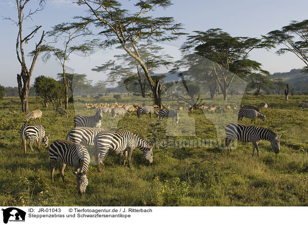 Steppenzebras und Schwarzfersenantilope / plains zebras and impalas / JR-01043