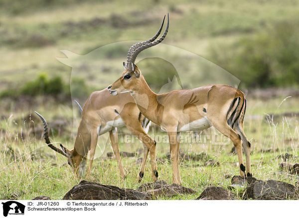 Schwarzfersenantilopen Bock / male impalas / JR-01260