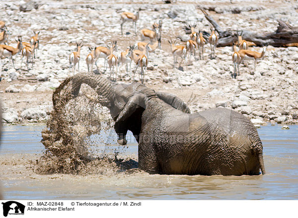 Afrikanischer Elefant / elephant / MAZ-02848