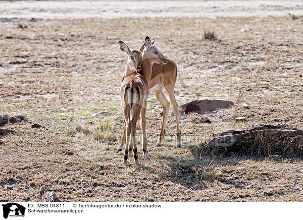 Schwarzfersenantilopen / Impalas / MBS-04811