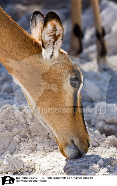 Schwarzfersenantilope / MBS-06243