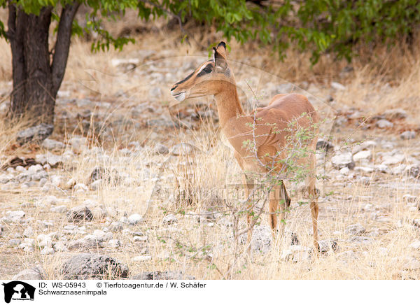 Schwarznasenimpala / black-faced impala / WS-05943