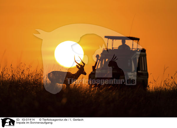 Impala im Sonnenaufgang / IG-01414