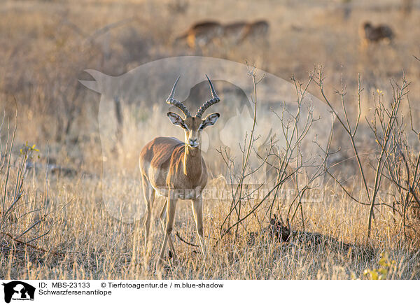 Schwarzfersenantilope / Impala / MBS-23133