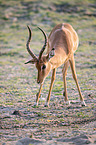 Schwarzfersenantilope