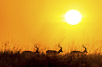 Impala im Sonnenaufgang