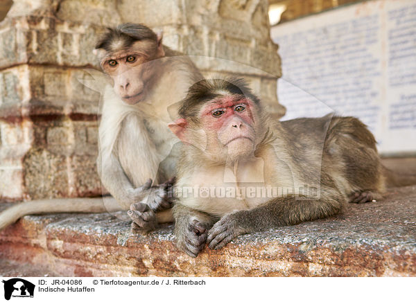 Indische Hutaffen / bonnet macaques / JR-04086