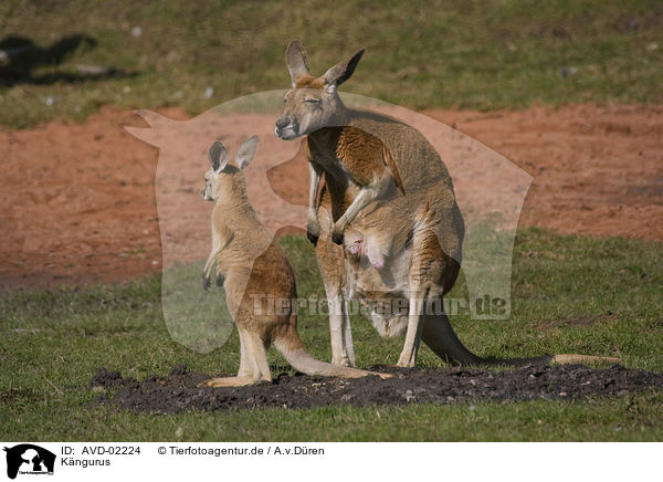 Kngurus / kangaroos / AVD-02224