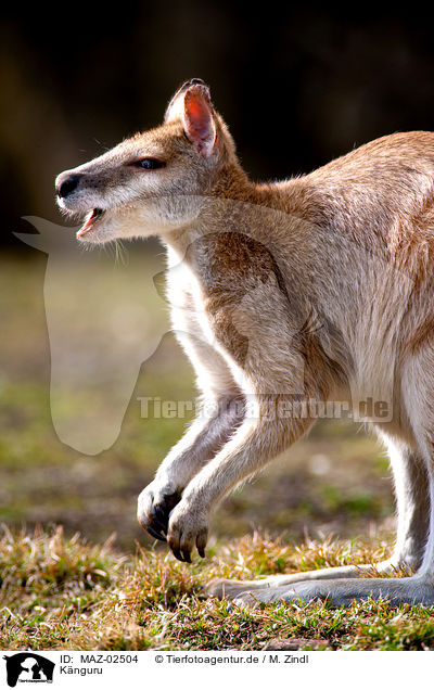 Knguru / kangaroo / MAZ-02504