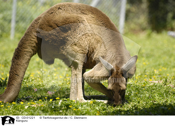 Knguru / kangaroo / CD-01221