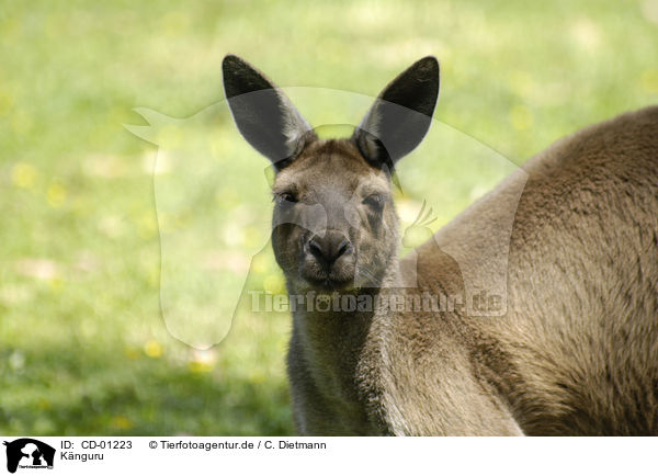 Knguru / kangaroo / CD-01223