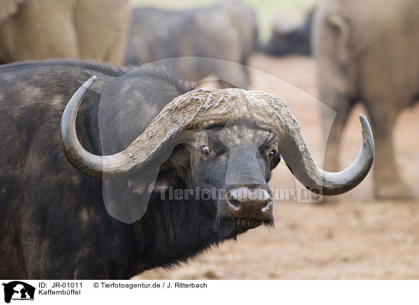 Kaffernbffel / African buffalo / JR-01011