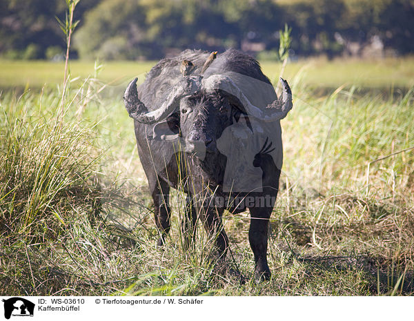 Kaffernbffel / African cape buffalo / WS-03610