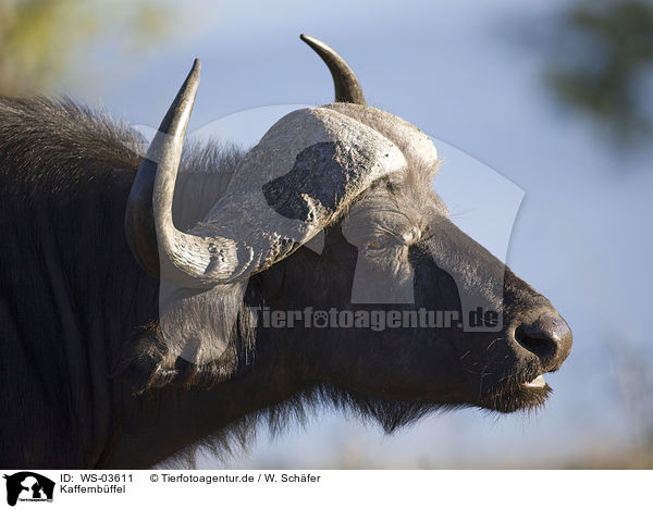 Kaffernbffel / African cape buffalo / WS-03611