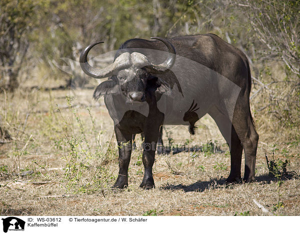 Kaffernbffel / African cape buffalo / WS-03612