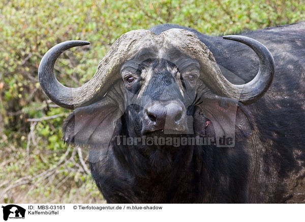 Kaffernbffel / African cape buffalo / MBS-03161