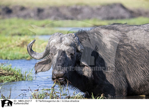 Kaffernbffel / African Buffalo / MBS-20217