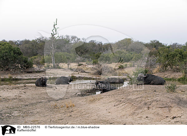 Kaffernbffel / African Buffalos / MBS-22576